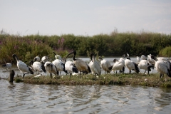 2020-09-09-AFTM-FD464-Cascina-Spinola-Ibis-Sacro-0044