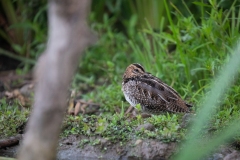 2020-09-10-AFTM-FD464-Cascina-Spinola-Beccaccino-0275