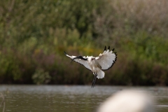 2020-09-10-AFTM-FD464-Cascina-Spinola-Ibis-Sacro-2124