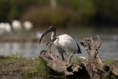 2020-09-10-AFTM-FD464-Cascina-Spinola-Ibis-Sacro-2182