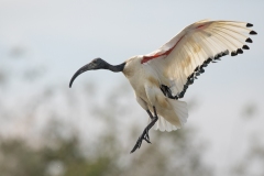 2020-09-10-AFTM-FD464-Cascina-Spinola-Ibis-Sacro-2519