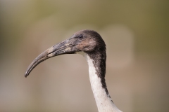 2020-09-10-AFTM-FD464-Cascina-Spinola-Ibis-Sacro-2538