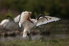 2020-09-10-AFTM-FD464-Cascina-Spinola-Ibis-Sacro-2637