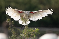 2020-09-10-AFTM-FD464-Cascina-Spinola-Ibis-Sacro-3035