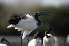 2020-09-10-AFTM-FD464-Cascina-Spinola-Ibis-Sacro-3050