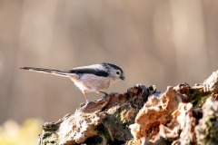 2019-02-22-FD383-AFTM-1164-Cervara-Codibugnolo