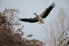 2019-03-06-AFTM-0285-Bentivoglio-Cicogna