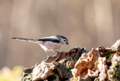 2019-02-22-FD383-AFTM-1164-Cervara-Codibugnolo