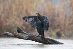 Cormorano