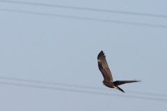 Falco di Palude