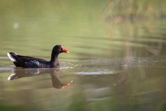 Gallinella