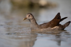 2020-09-10-AFTM-FD464-Cascina-Spinola-Gallinella-Acqua-0855