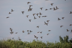 2020-09-09-AFTM-FD464-Cascina-Spinola-Germano-Reale-0121