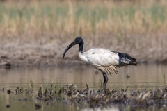 Ibis