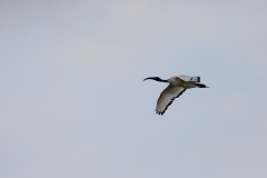 2019-05-07-FD393-AFTM-1357-Rivalta-Ibis-Sacro