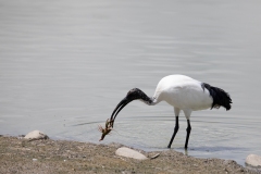 2020-06-10-FD444-AFTM-Manzolino-Ibis-Sacro-1199