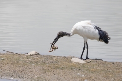 2020-06-10-FD444-AFTM-Manzolino-Ibis-Sacro-1249