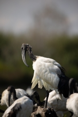 2020-09-09-AFTM-FD464-Cascina-Spinola-Ibis-Sacro-0100