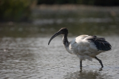 2020-09-09-AFTM-FD464-Cascina-Spinola-Ibis-Sacro-0136