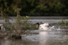 2020-09-10-AFTM-FD464-Cascina-Spinola-Ibis-Sacro-2671