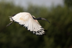 2020-09-10-AFTM-FD464-Cascina-Spinola-Ibis-Sacro-2707