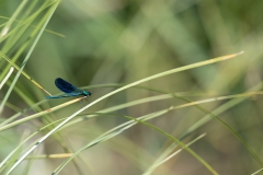 Libellula