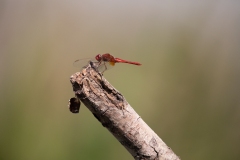 2020-09-10-AFTM-FD464-Cascina-Spinola-Libellula-0875