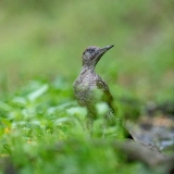 Picchio Verde