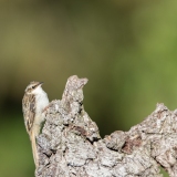 Rampichino Alpestre