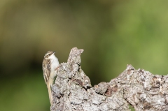 2020-07-03-FD450-AFTM-2078-Malga-N-Rampichino-Alpestre