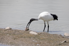 2020-06-10-FD444-AFTM-Manzolino-Ibis-Sacro-1202