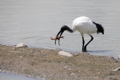 2020-06-10-FD444-AFTM-Manzolino-Ibis-Sacro-1204