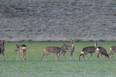 2020-02-07-FD427-Argenta-Capriolo-0053